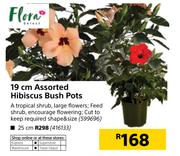 Flora 25cm Assorted Hibiscus Bush Pots