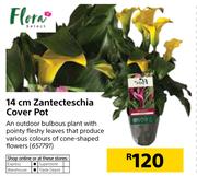 Flora 14cm Zantecteschia Cover Pot