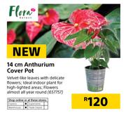 Flora 14cm Anthurium Cover Pot