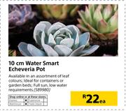 10cm Water Smart Echeveria Pot-Each