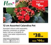 Flora 12cm Assorted Calandiva Pot-Each
