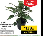 19cm Philodendron Xanadu Pot-Each