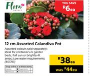 Flora 12cm Assorted Calandiva Pot-Each