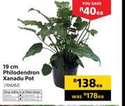 19cm Philodendron Xanadu Pot-Each