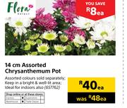 Flora 14cm Assorted Chrysanthemum Pot-Each