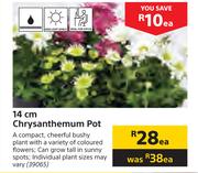  Chrysanthemum 14cm Pot-Each