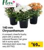 Flora 140mm Chrysanthemum-Each