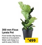 300 Ficus Lyrata Pot