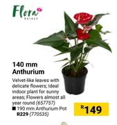 140mm Anthurium 