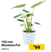 150mm Monstera Pot