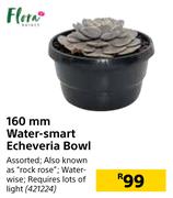 Flora 160mm Water Smart Echeveria Bowl