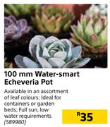 100mm Water Smart Echeveria Pot