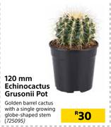 120mm Echinocactus Grusonii Pot-Each
