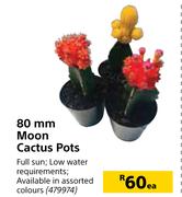 80mm Moon Cactus Pots-Each