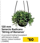 120mm Senecio Radicans 'String Of Bananas'