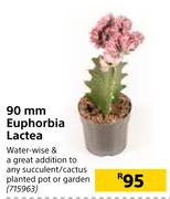 90mm Euphorbia Lactea