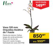 Flora Vaso 120mm Orquidea Asiatica de 1 haste