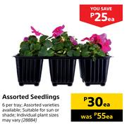 Assorted Seedlings-Each