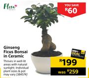 Flora Ginseng Ficus Bonsai In Ceramic