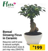 Bonsai Ginseng Ficus In Ceramic
