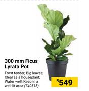 300mm Ficus Lyrata Pot