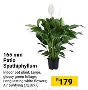 165mm Patio Spathiphyllum