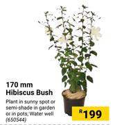 170mm Hibiscus Bush