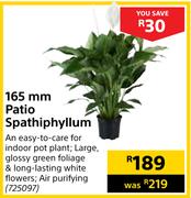 165mm Patio Spathiphyllum