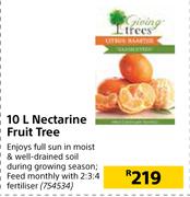 10L Nectarine Fruit Tree 