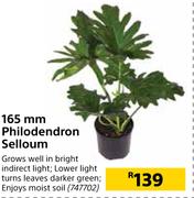 165mm Philodendron Selloum