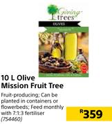 10L Olive Mission Fruit Tree 
