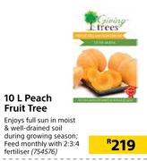 10L Peach Fruit Tree 