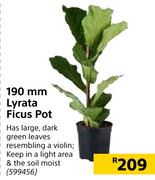 190mm Lyrata Ficus Pot