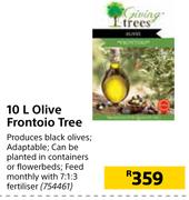 10L Olive Frontoio Tree 