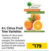 4L Citrus Fruit Tree Varieties