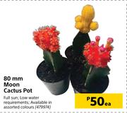 80mm Moon Cactus Pot-Each