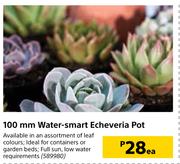 100mm Water Smart Echeveria Pot-Each