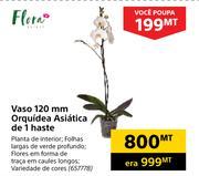 Flora Vaso 120mm Orquidea Asiatica de 1 haste