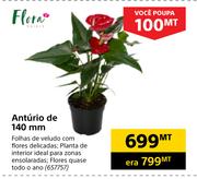 Flora Antúrio de 140mm