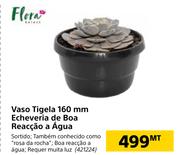 Flora Vaso Tigela 160mm Echeveria de Boa Reacao a Agua