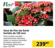 Flora Vaso de Flor-da-Sorte Sortido de 120mm