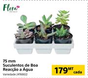 Flora 75mm Suculentos de Boa Reacao a Agua-cada