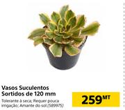 Vasos Suculentos Sortidos de 120mm