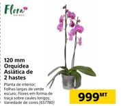 Flora 120mm Orquidea Asiatica de 2 hastes