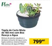 Flora Vaso Tigela 160mm Echeveria de Boa Reacao a Agua