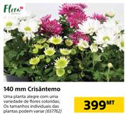 Flora 140mm Crisantemo