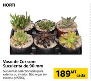 Horti Vaso de Cor Com Suculenta de 90mm-cada