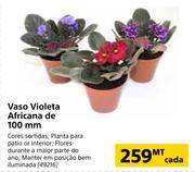 Vaso Violeta Africana de 10mm-cada