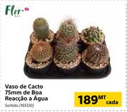 Flora Vaso de Cacto 75mm de Boa Reacao a Agua-cada