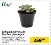 Flora 100mm Echeveria de Boa Reaccao a Agua